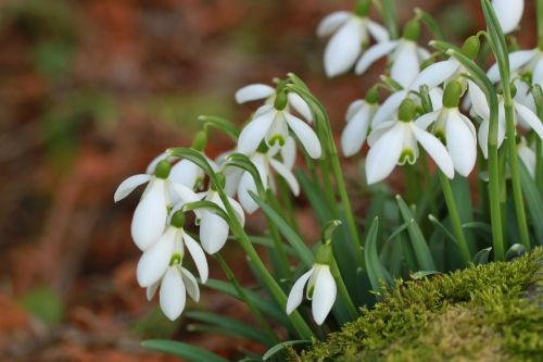 snowdrop spring spring flower