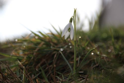 snowdrop early bloomer harbinger of spring