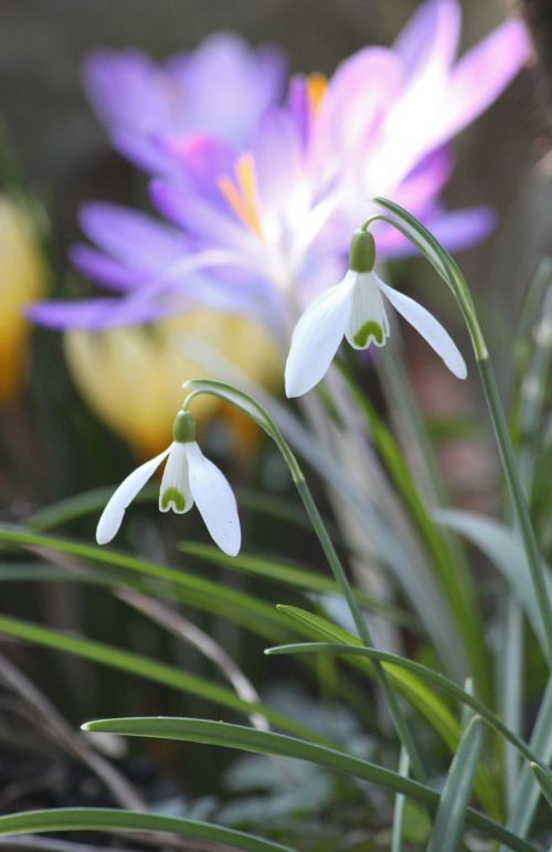 snowdrop spring spring flower