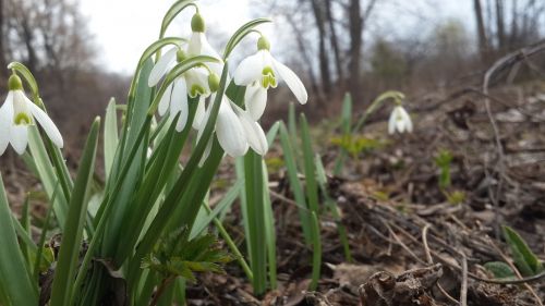 snowdrop spring nature