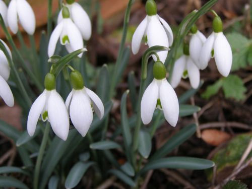 snowdrop early bloomer nature