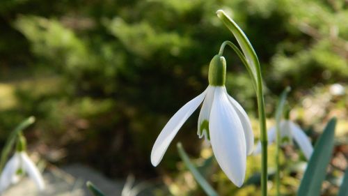 snowdrop white flower