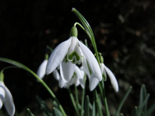 snowdrop nature plant