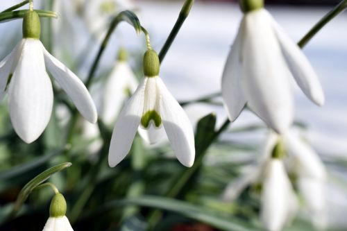 snowdrop nature flower