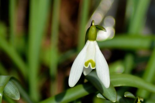 snowdrop nature plant