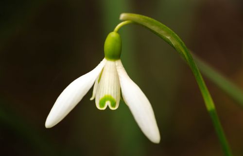 snowdrop spring flower