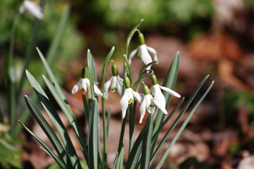 snowdrop nature plant