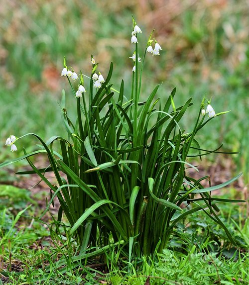 snowdrop  flower  common snowdrop