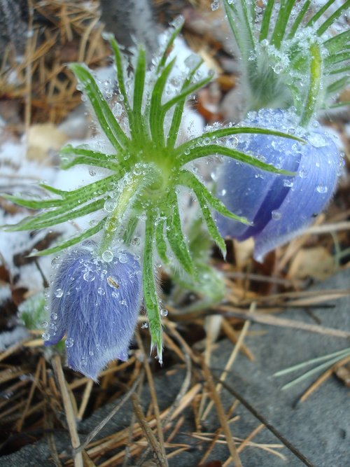 snowdrop  primula  spring
