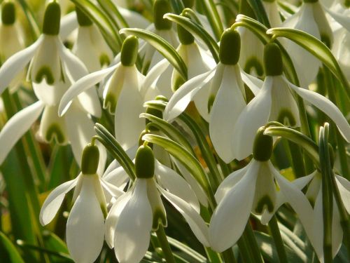 snowdrop flower spring