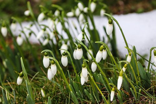 snowdrop  spring  signs of spring