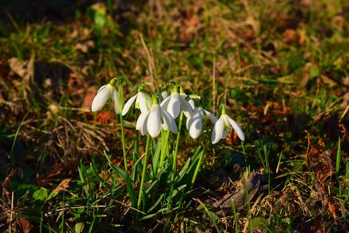 snowdrop  plant  signs of spring