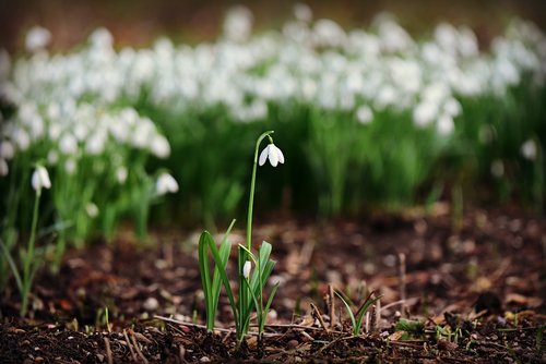 snowdrop  white flower  plant