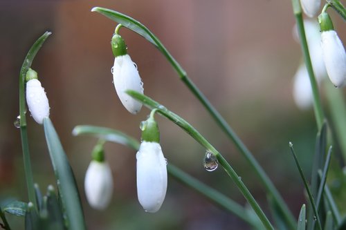 snowdrop  early bloomer  white