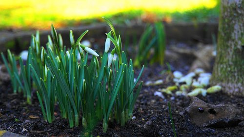 snowdrop  early bloomer  white