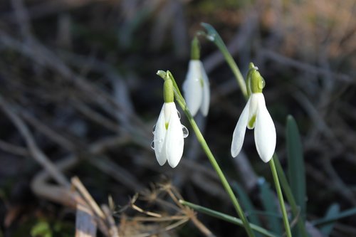 snowdrop  plant  flower