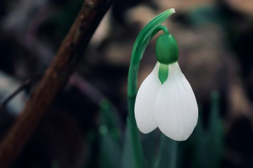 snowdrop  individually  spring