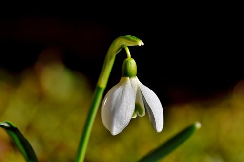 snowdrop  snow bell  spring bells