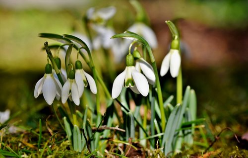 snowdrop  snow bell  spring bells