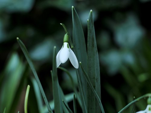 snowdrop  white  green