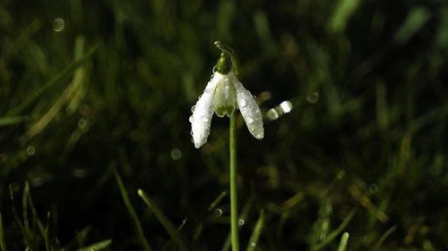 snowdrop  raindrops  flower