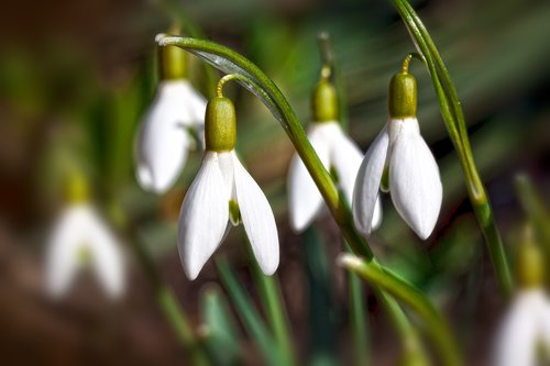 snowdrop  flower  blossom