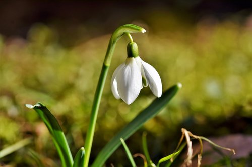 snowdrop  snow bell  spring bells