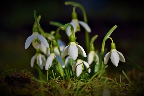 snowdrop  snow bell  spring bells