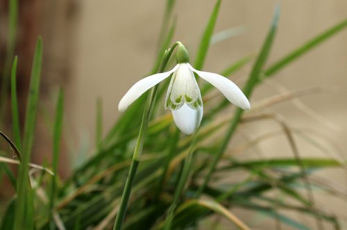 snowdrop  early spring  one