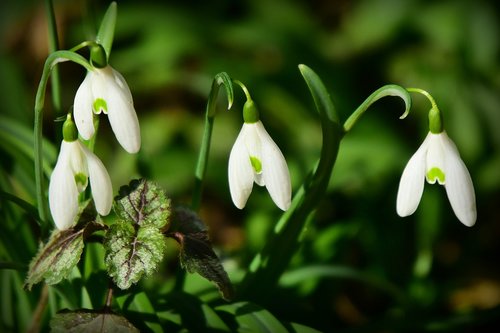 snowdrop  flower  plant