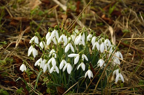 snowdrop  galanthus  early bloomer