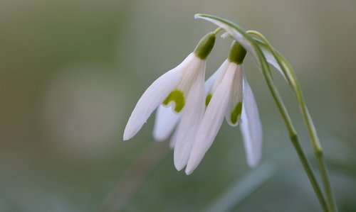 snowdrop  spring  flower