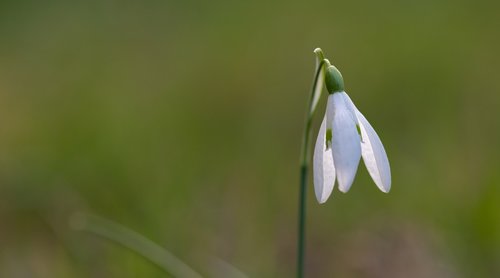 snowdrop  spring  flower