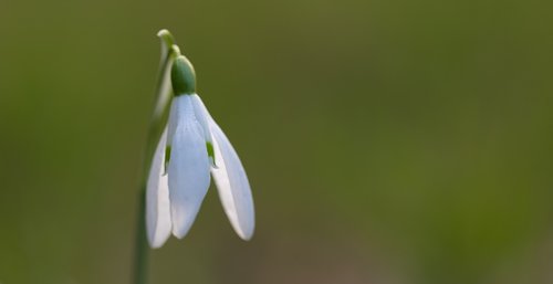 snowdrop  spring  flower