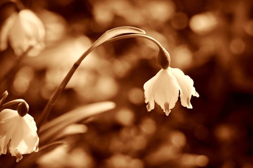 snowdrop  flower  winter flower