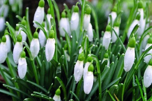 snowdrop  snow  spring