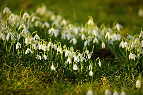 snowdrop  flower  plant