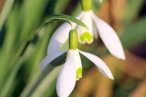 snowdrop  flowers  close up