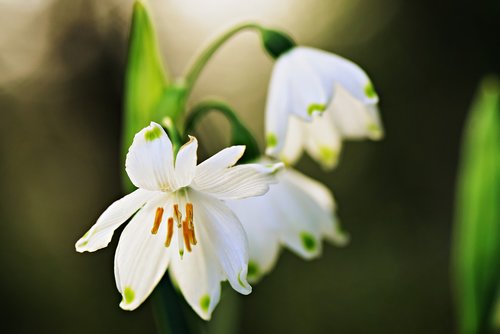 snowdrop  flower  pistil