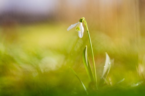 snowdrop  spring  nature