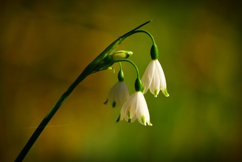 snowdrop  flower  plant