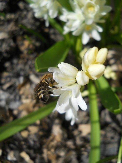 snowdrop  bee  spring