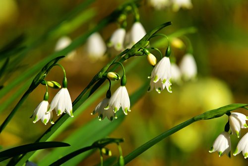 snowdrop  flower  springtime