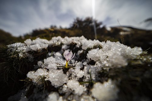 snowdrop  flower  spring