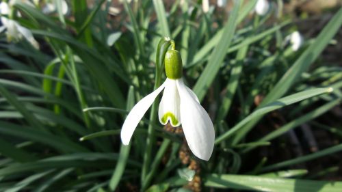 snowdrop blossom bloom