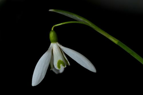 snowdrop flower garden