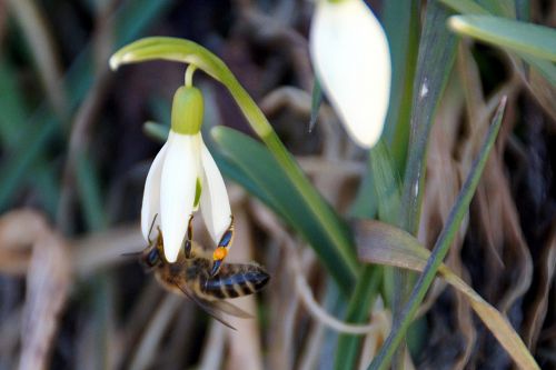 snowdrop bee plant