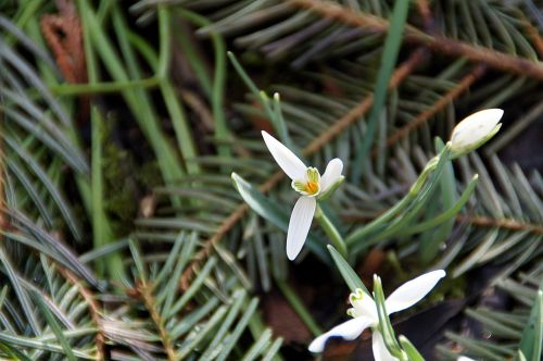 snowdrop galanthus nivalis plant