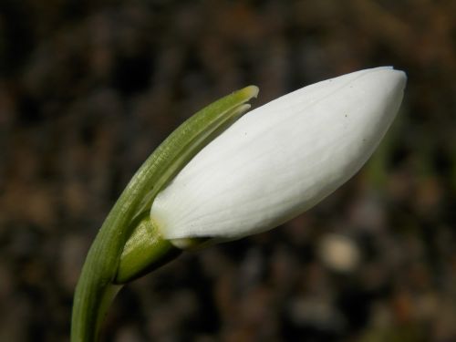 snowdrop flower macro