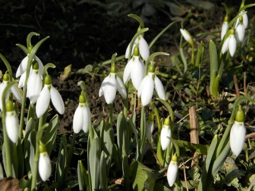 snowdrop flower nature